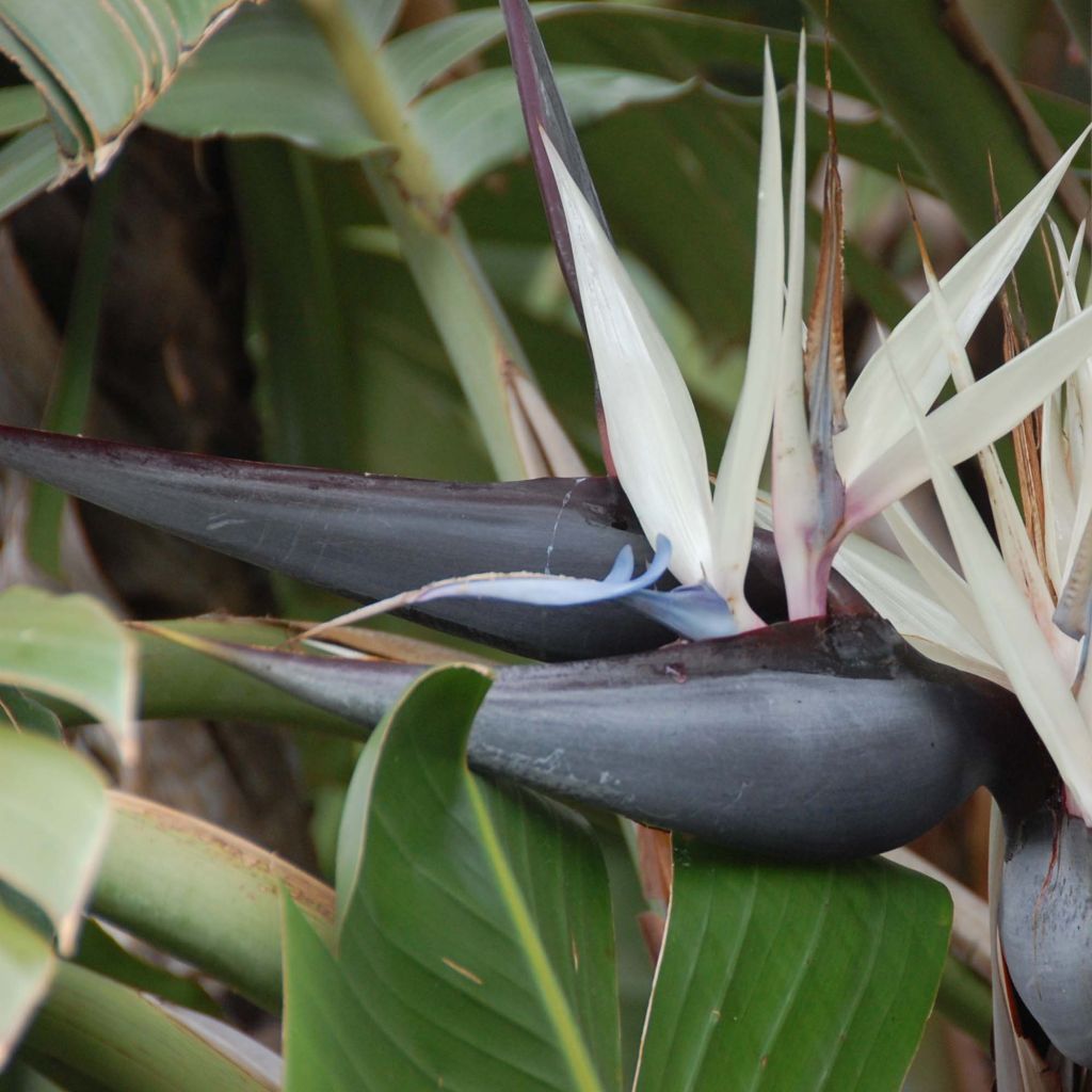 Strelitzia nicolai - Oiseau de Paradis blanc, géant.