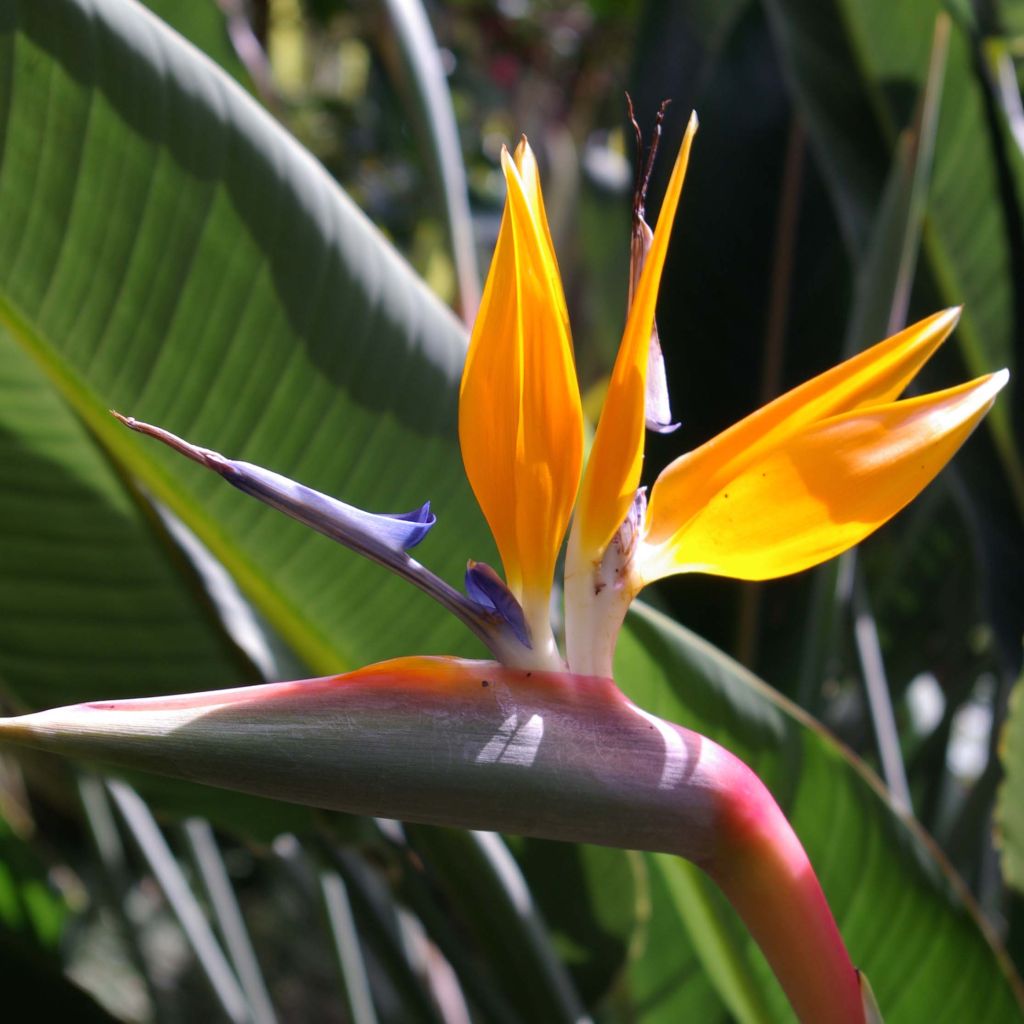 Strelitzia reginae 