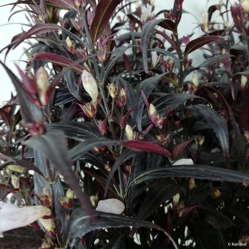 Strobilanthes anisophyllus Brunetty