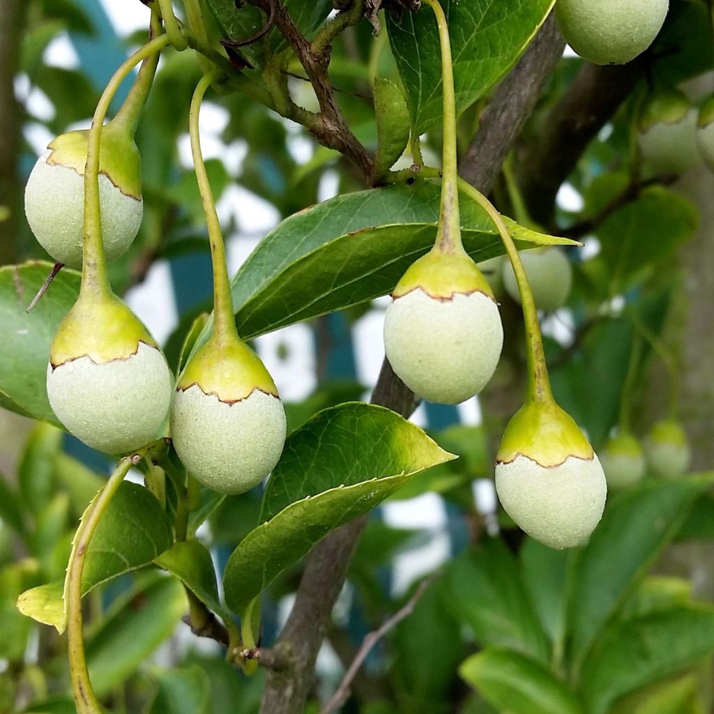 Styrax japonicus June snow - Styrax japonais