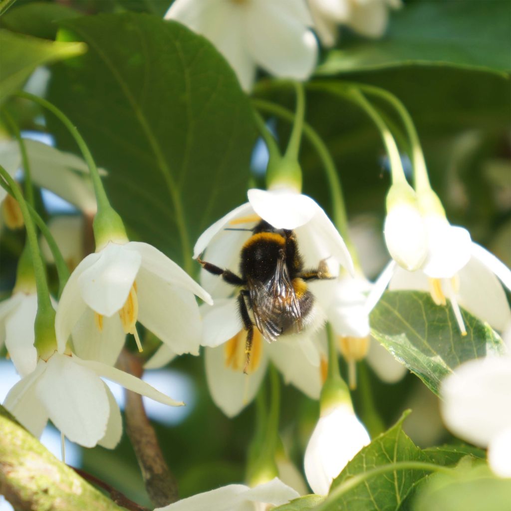 Styrax japonicus June snow - Styrax japonais