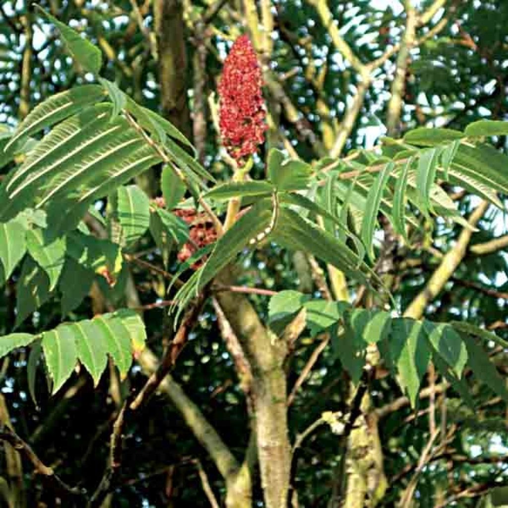 Sumac de Virginie, Rhus Typhinia