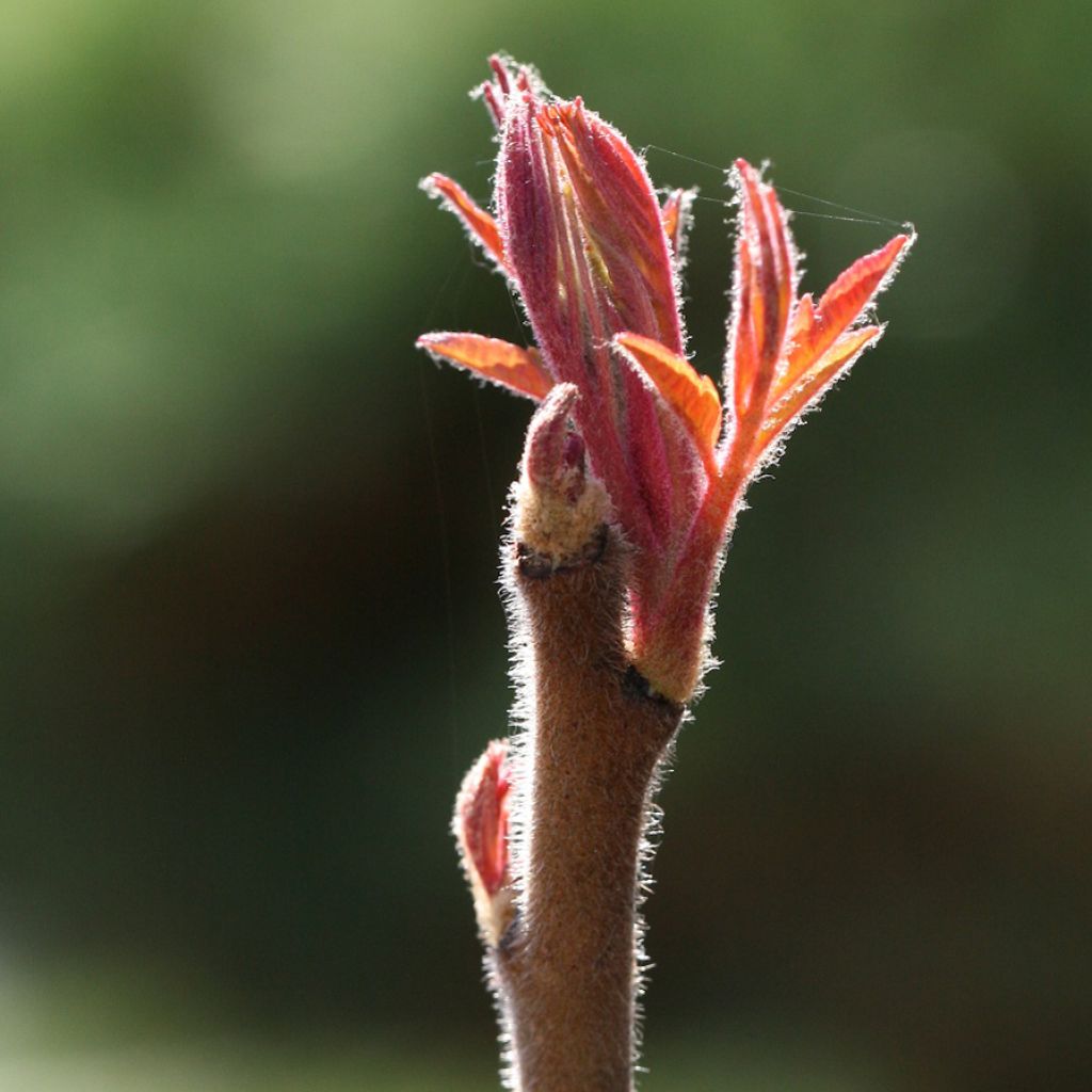 Sumac de Virginie Tiger Eyes