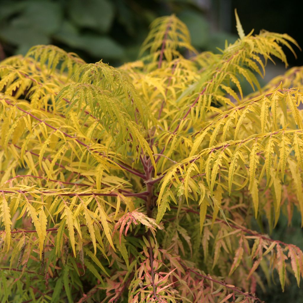 Rhus typhina Tiger Eyes - Stag's Horn Sumach