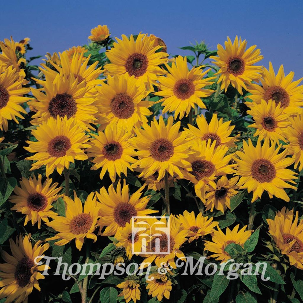 Graines de Tournesol nain Dwarf Yellow Spray - Helianthus annuus 