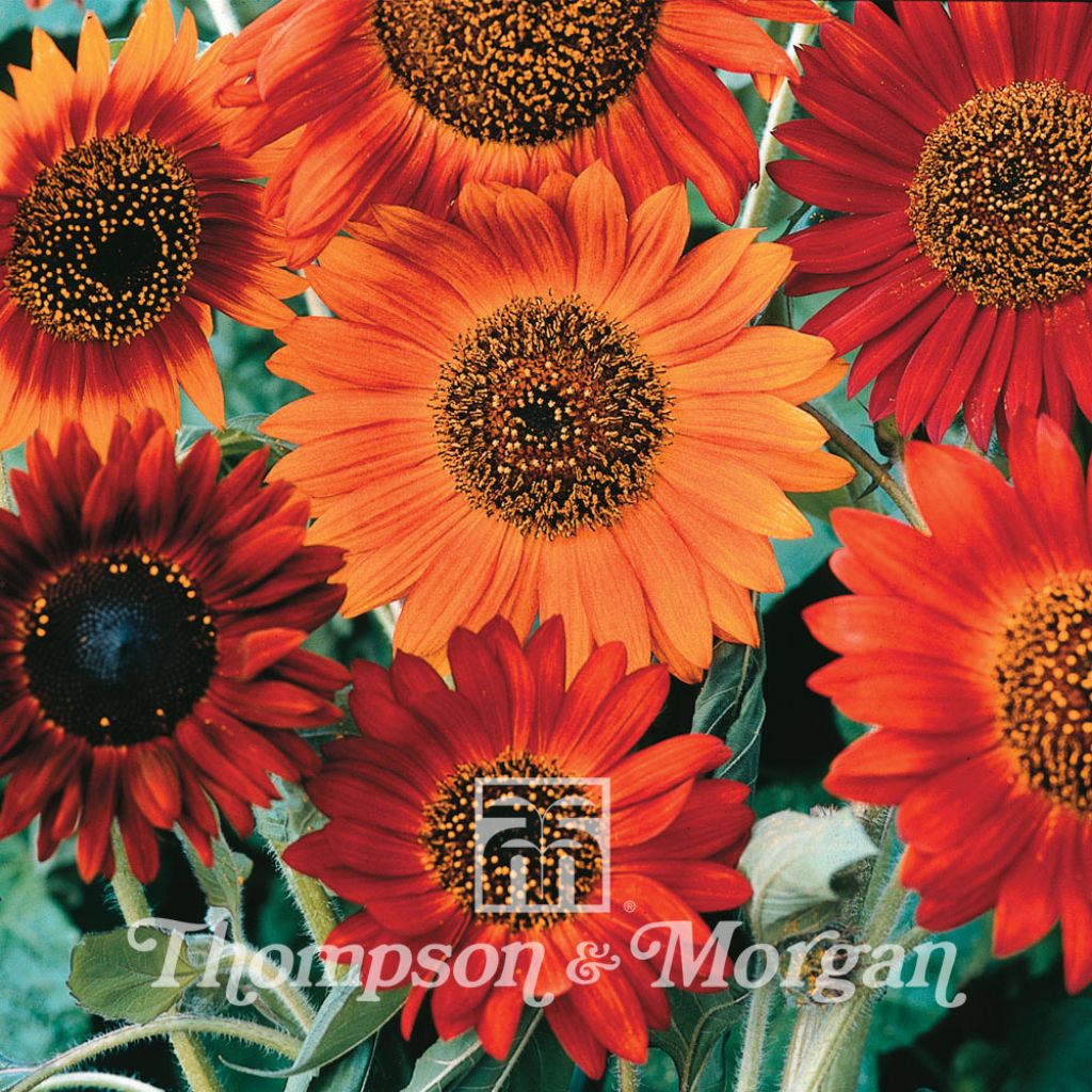 Sunflower Earthwalker Seeds - Helianthus annuus