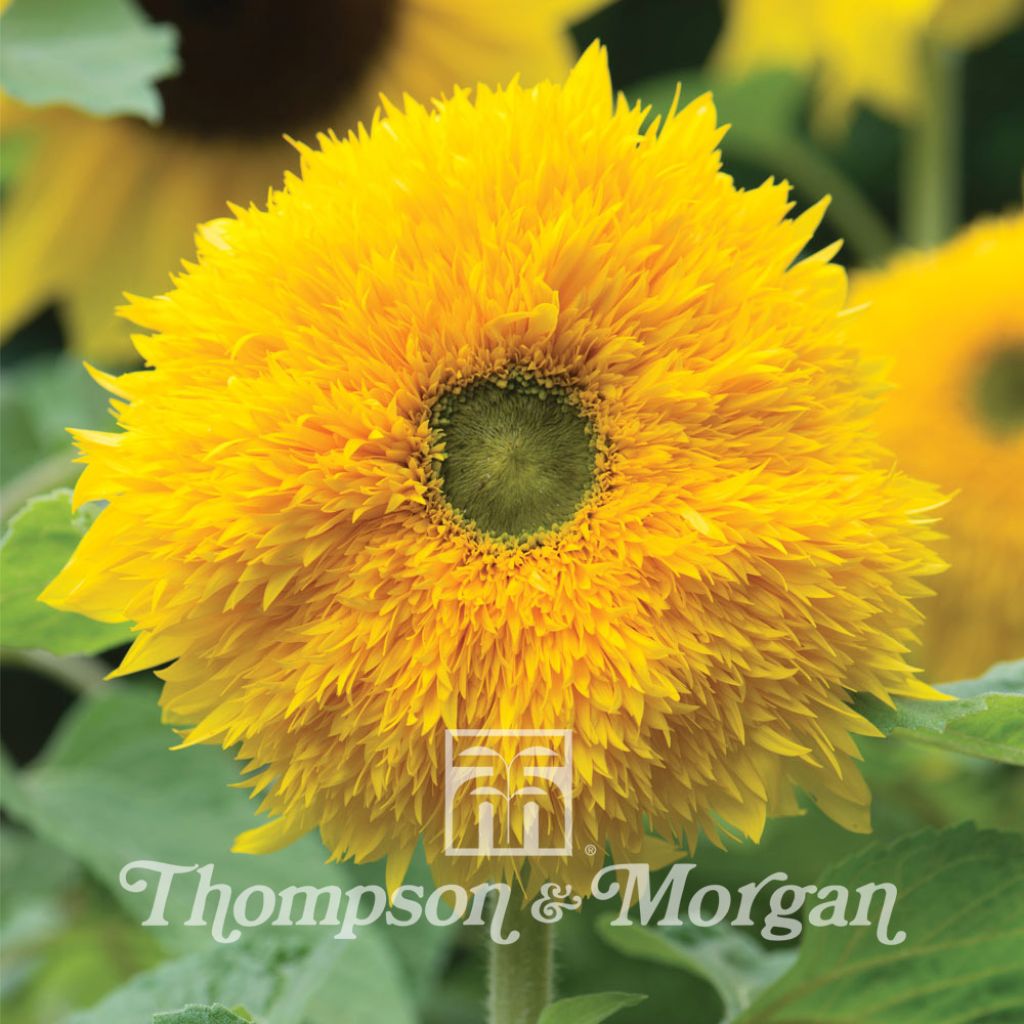 Dwarf Sunflower Sunshots Golds Mixed Seeds - Helianthus annuus