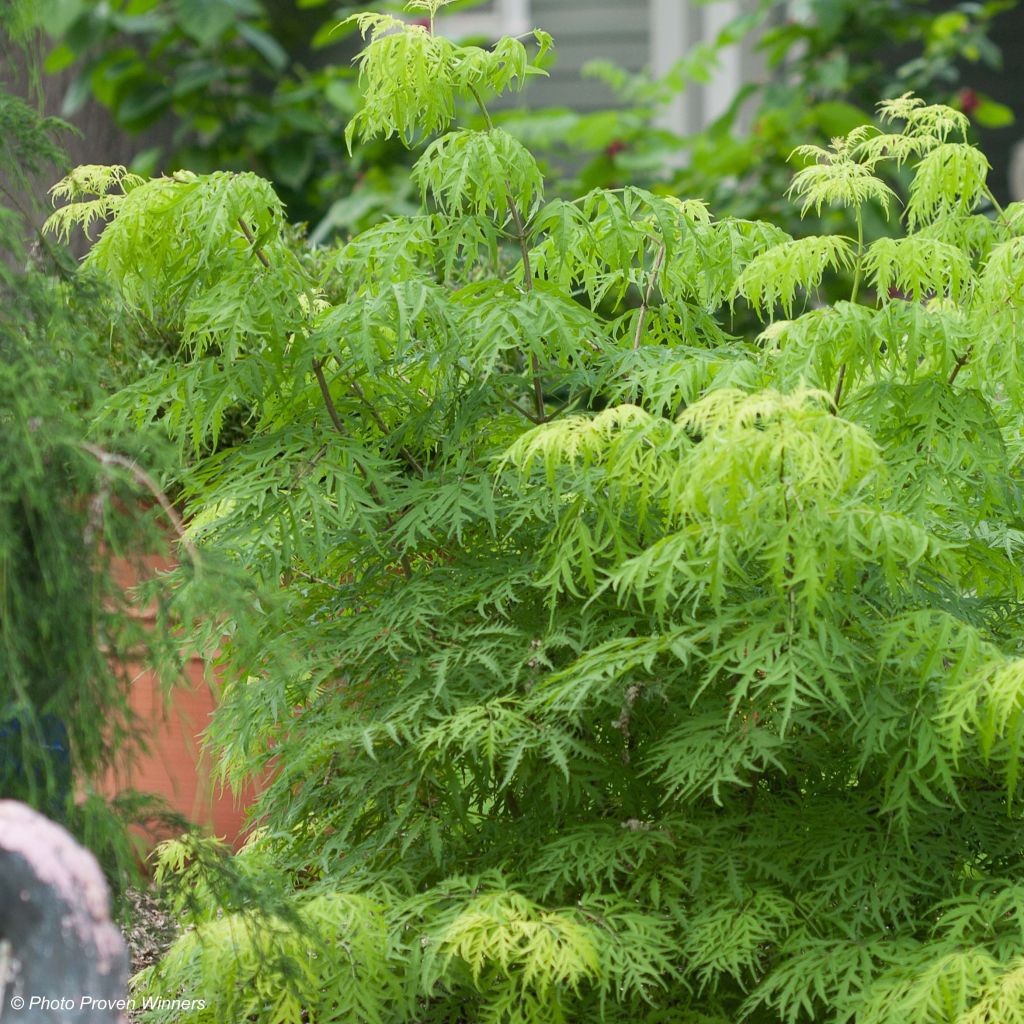 Sambucus racemosa Lemony Lace