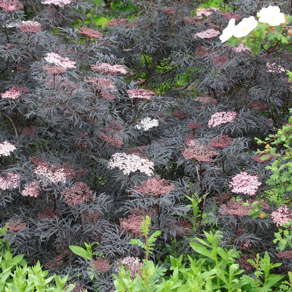 Sambucus nigra Black Lace - Black Elder