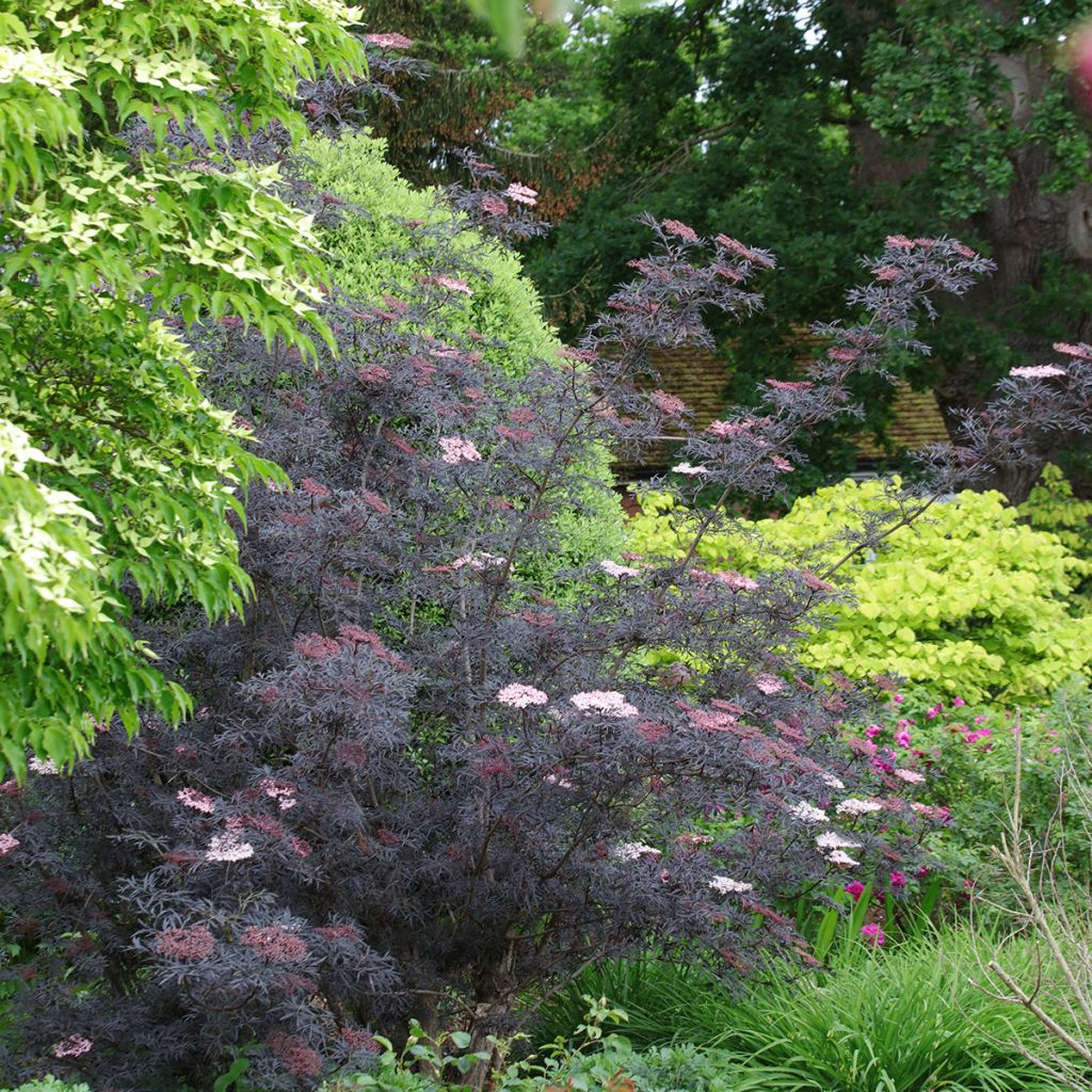 Sambucus nigra Black Lace - Black Elder