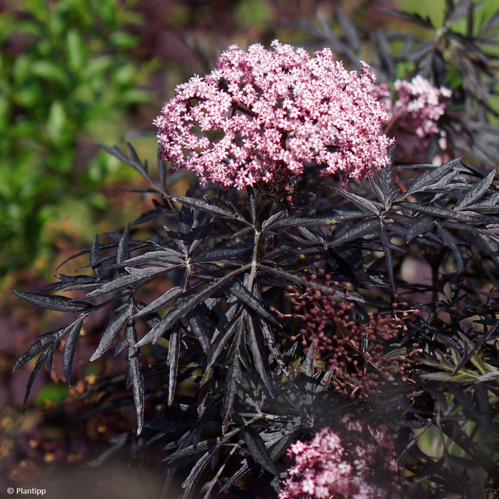 Sambucus nigra Cherry Lace - Black Elder