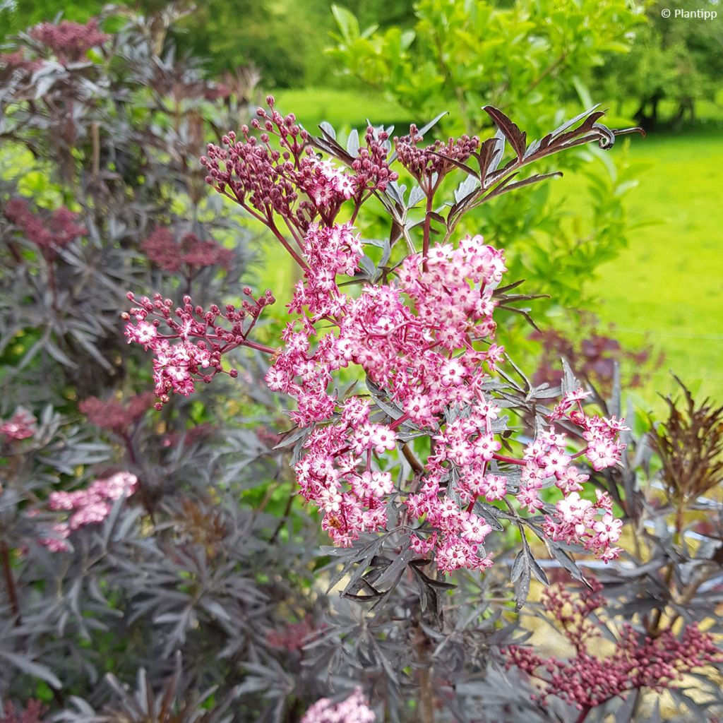 Sambucus nigra Cherry Lace - Black Elder