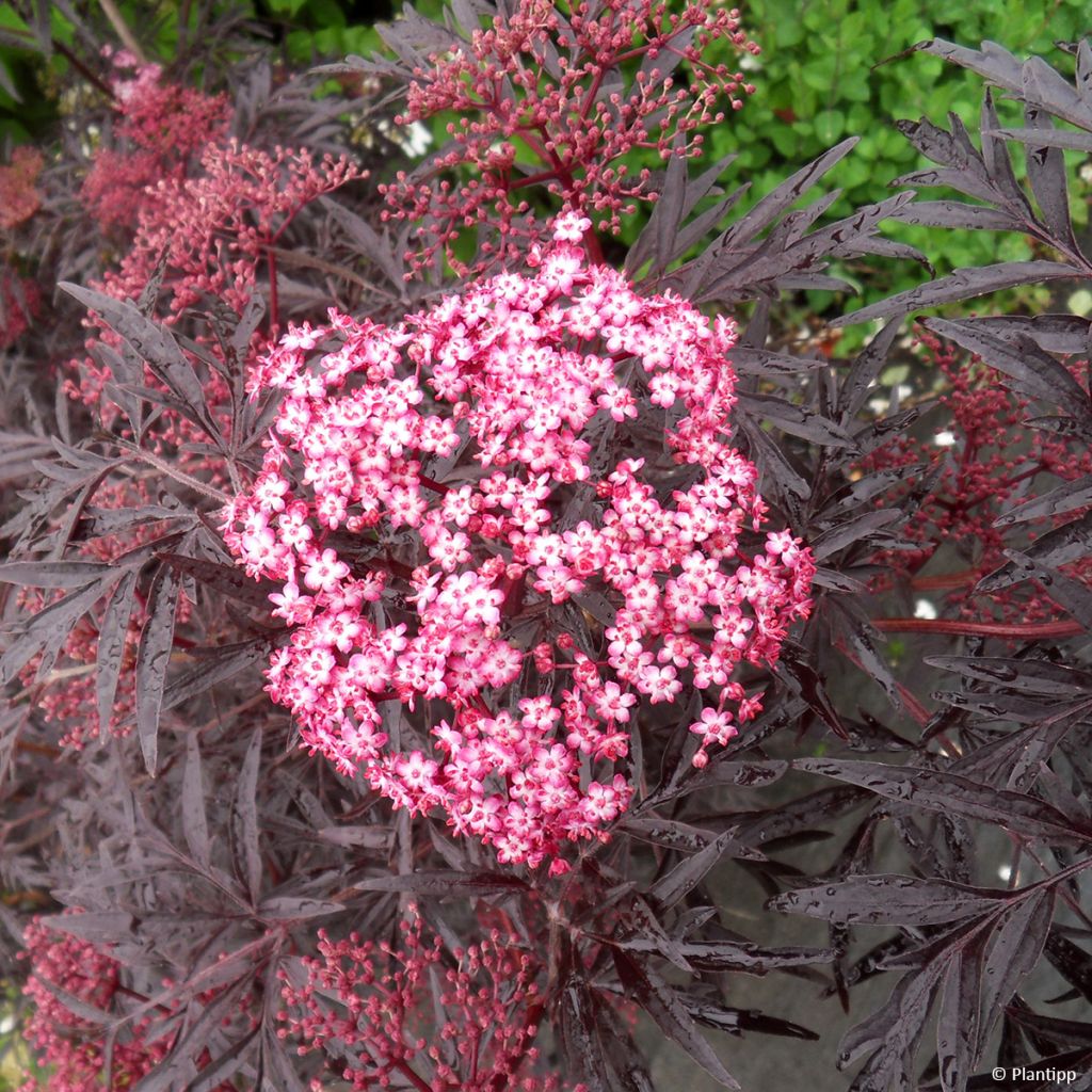 Sambucus nigra Cherry Lace - Black Elder