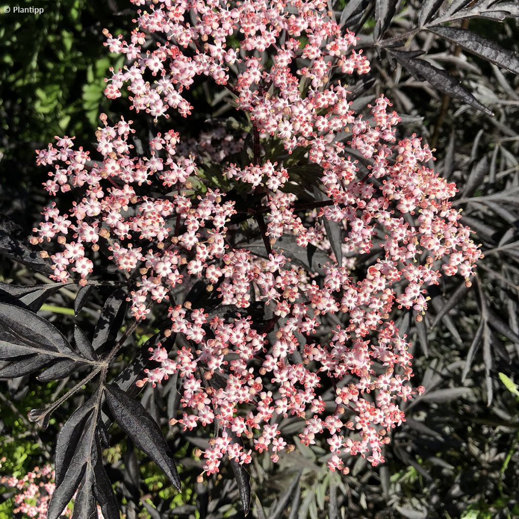 Sambucus nigra Cherry Lace - Black Elder