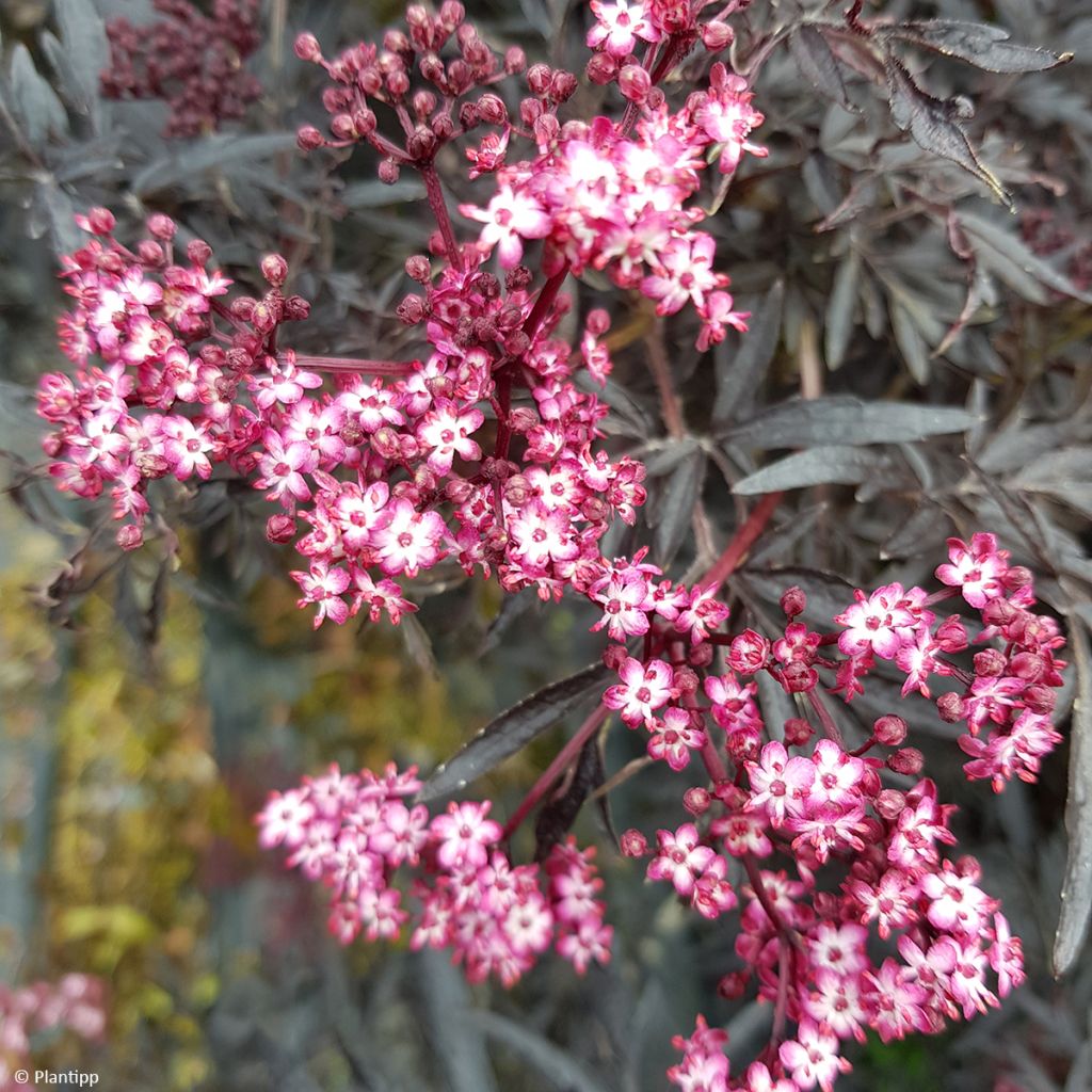 Sambucus nigra Cherry Lace - Black Elder