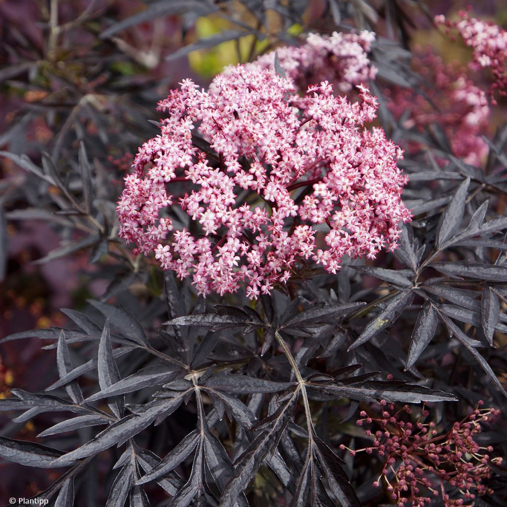 Sambucus nigra Cherry Lace - Black Elder