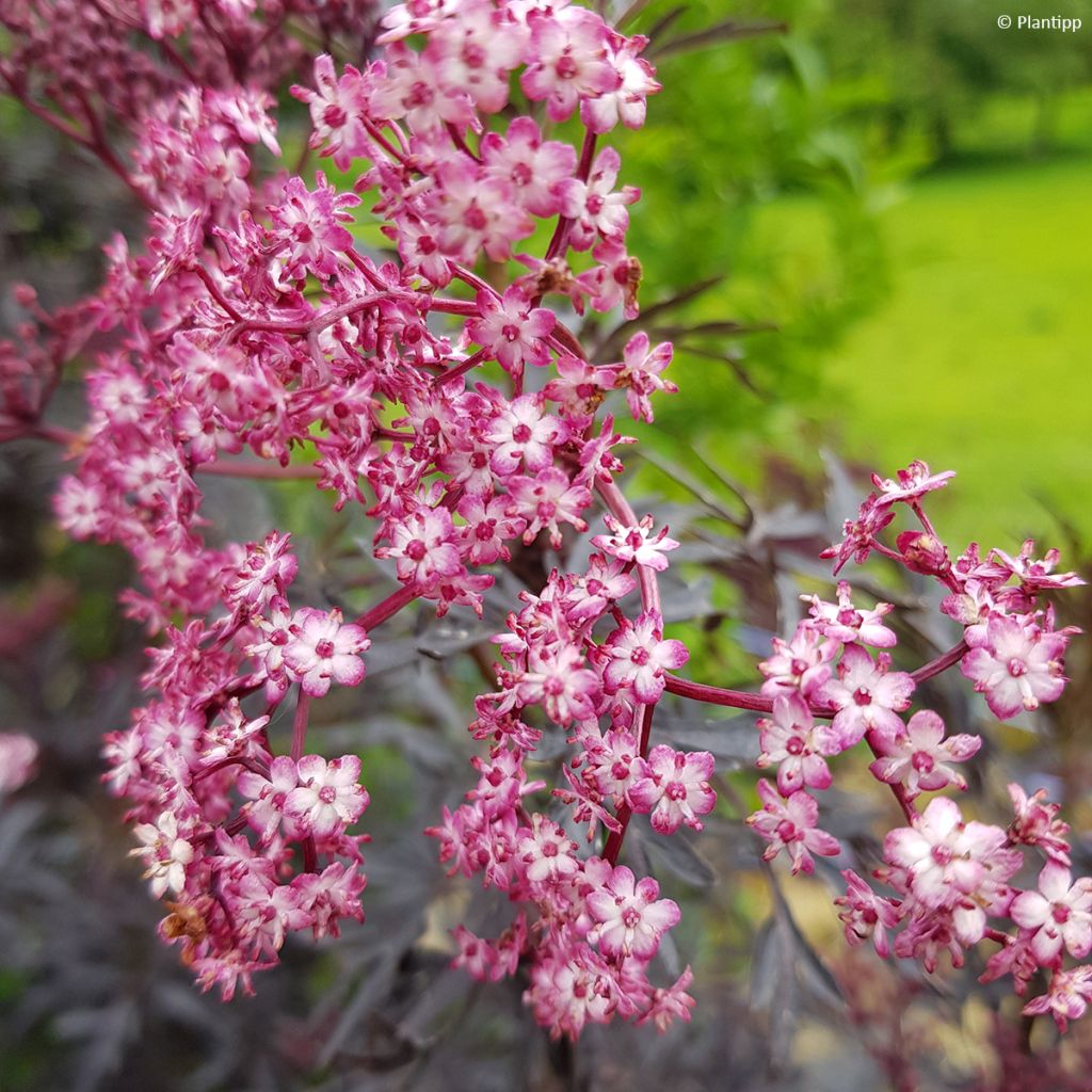 Sambucus nigra Cherry Lace - Black Elder