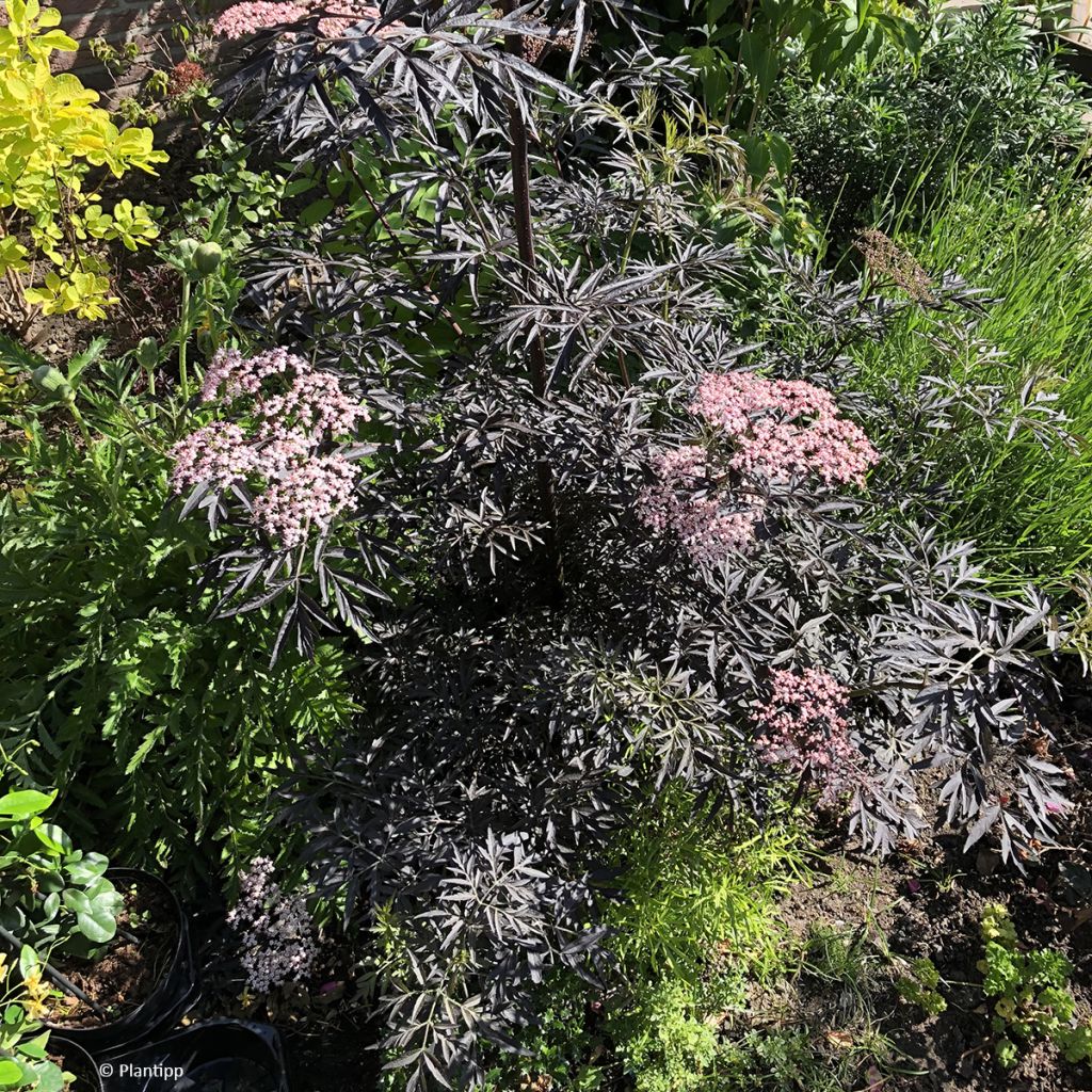 Sambucus nigra Cherry Lace - Black Elder