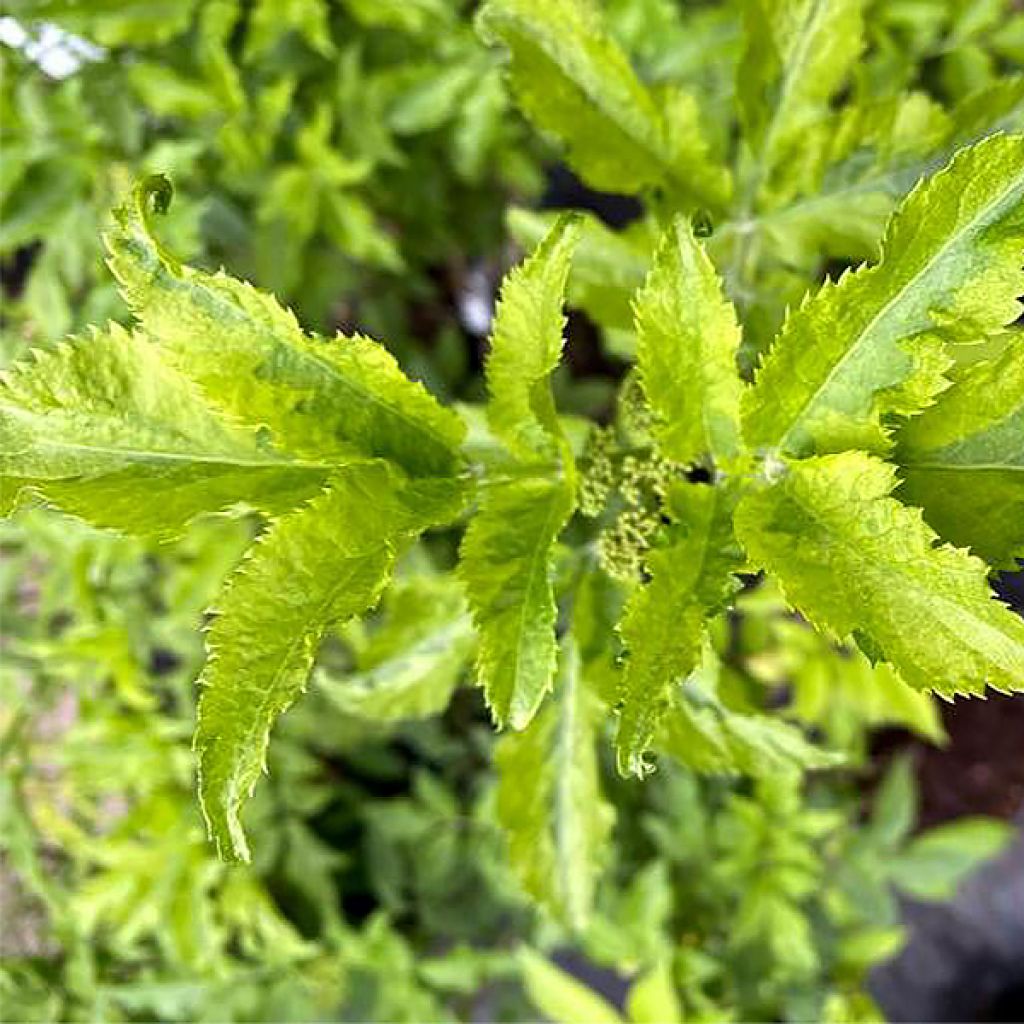 Sambucus nigra Marion Bull - Black Elder