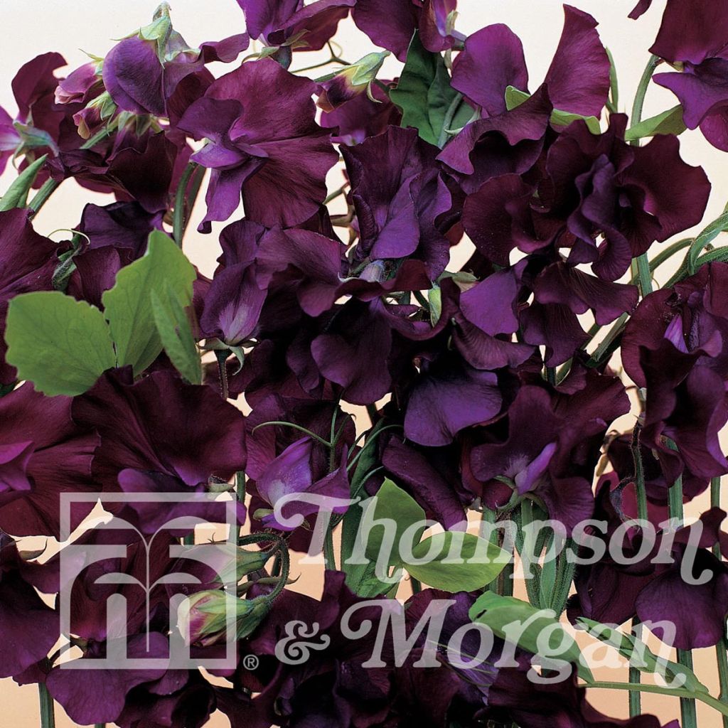 Lathyrus odoratus Blue Velvet - Sweet Pea Seeds