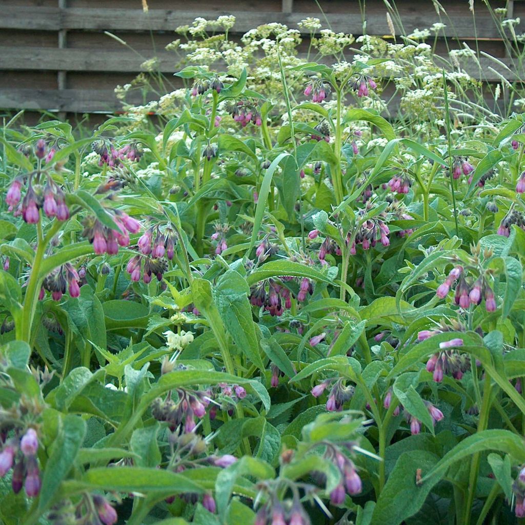 Symphytum officinale - Comfrey