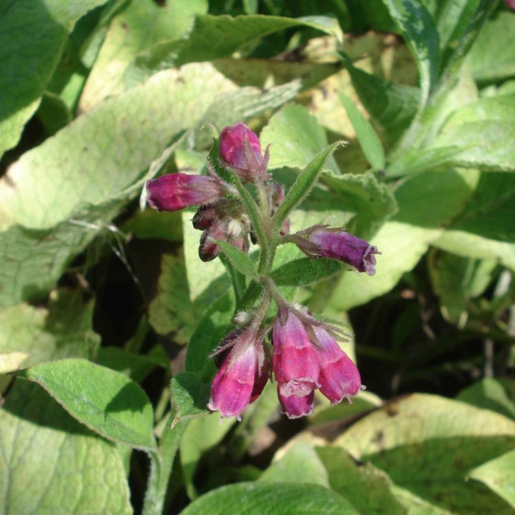 Consoude rouge  - Symphytum rubrum