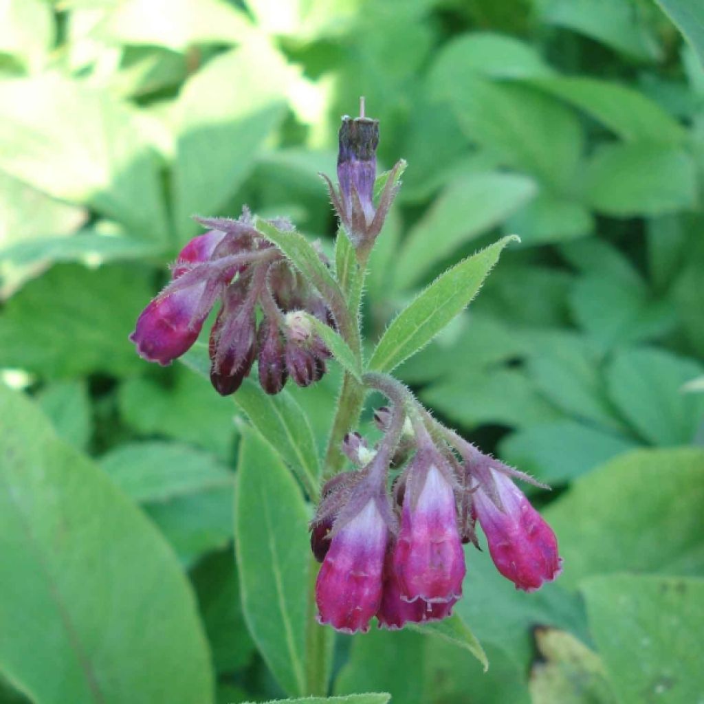 Consoude rouge  - Symphytum rubrum