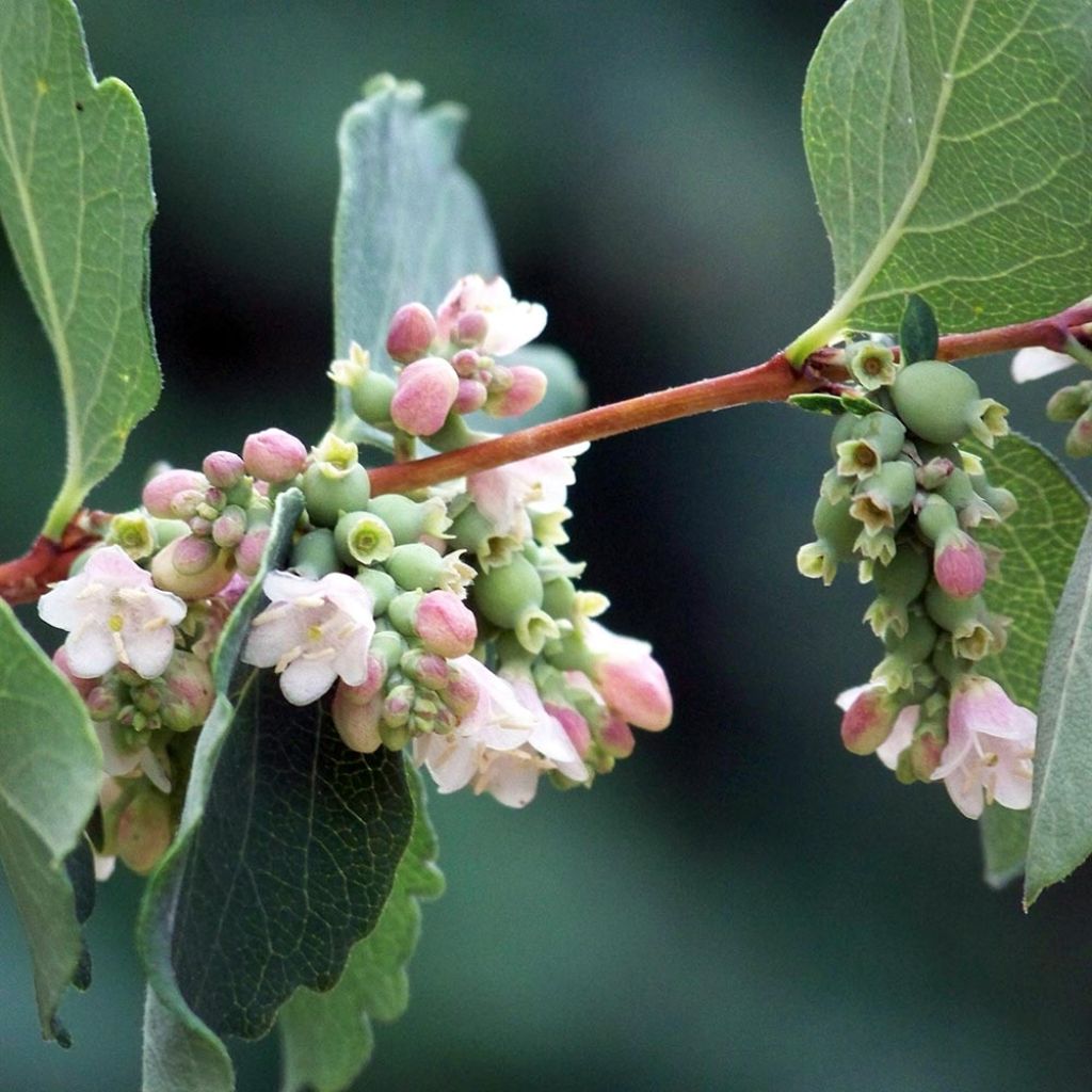 Symphorine blanche - Symphoricarpos albus