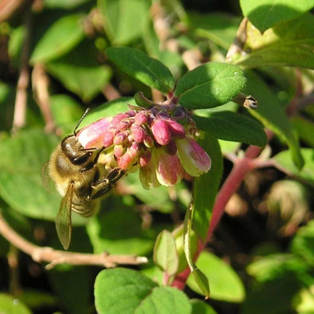 Symphorycarpos (x) chenaultii (microphyllus (x) orbiculatus) 