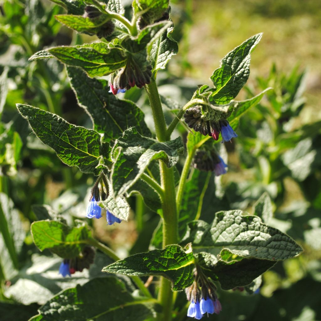 Symphytum azureum 