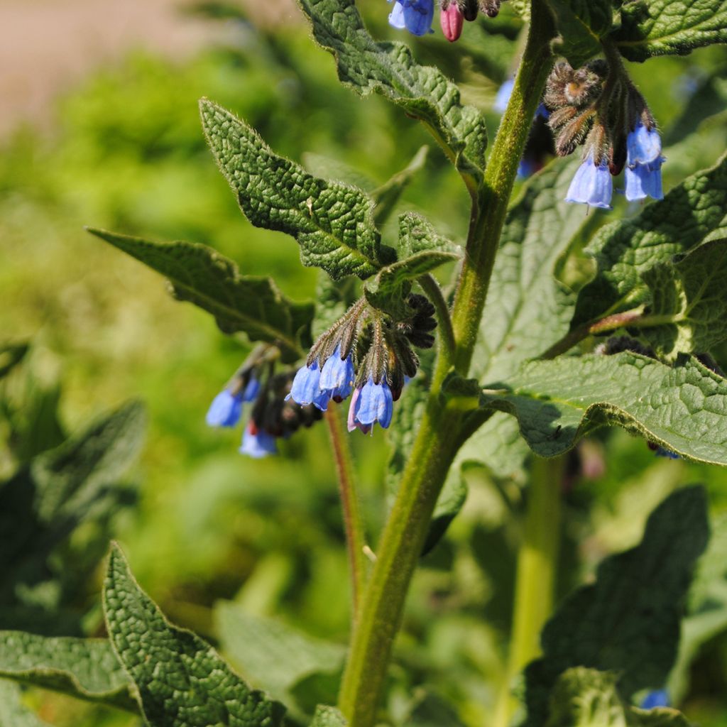 Symphytum azureum 