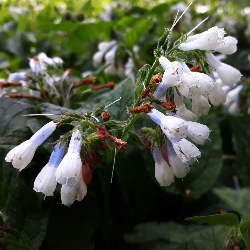 Symphytum Hidcote Blue - Comfrey