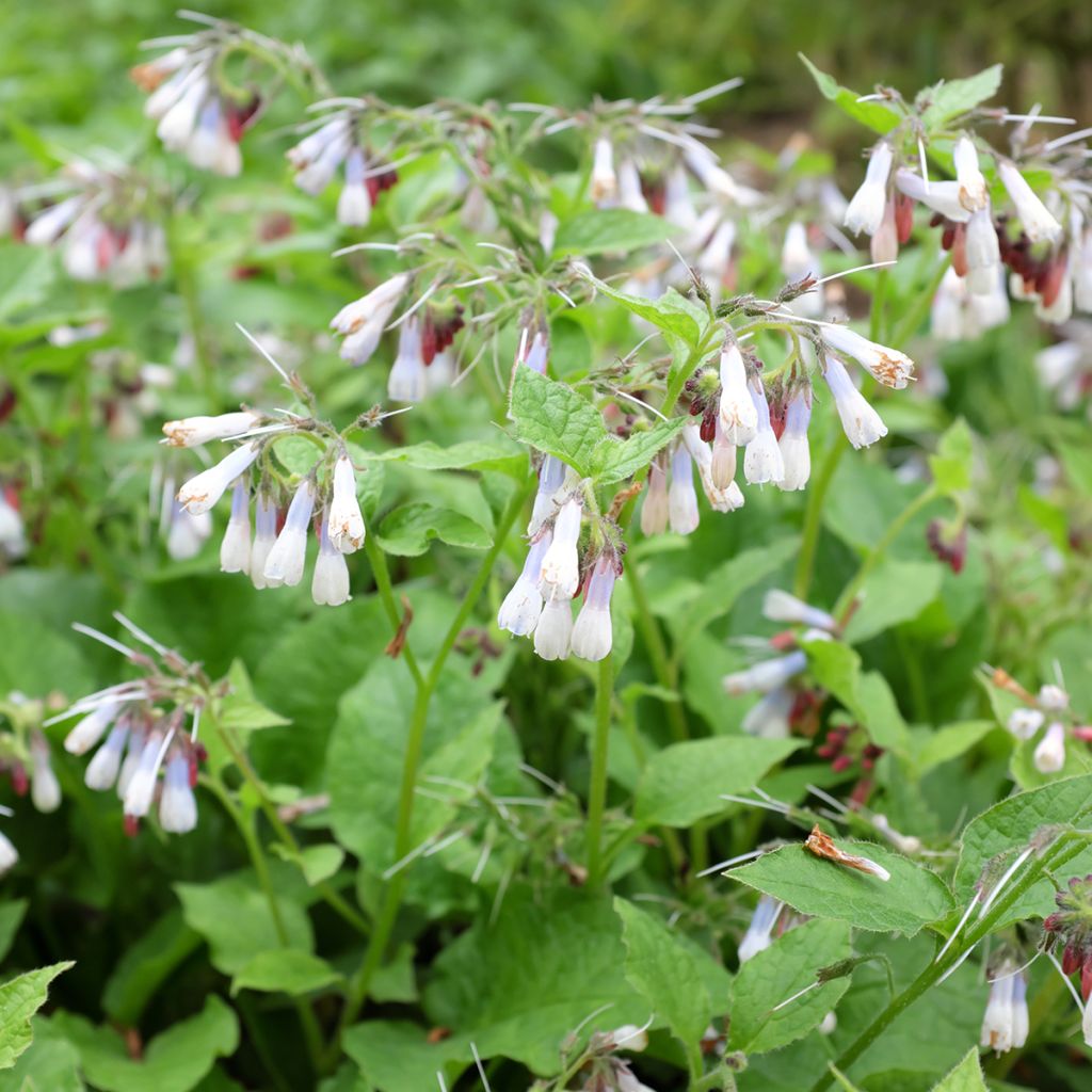 Symphytum Hidcote Blue - Comfrey