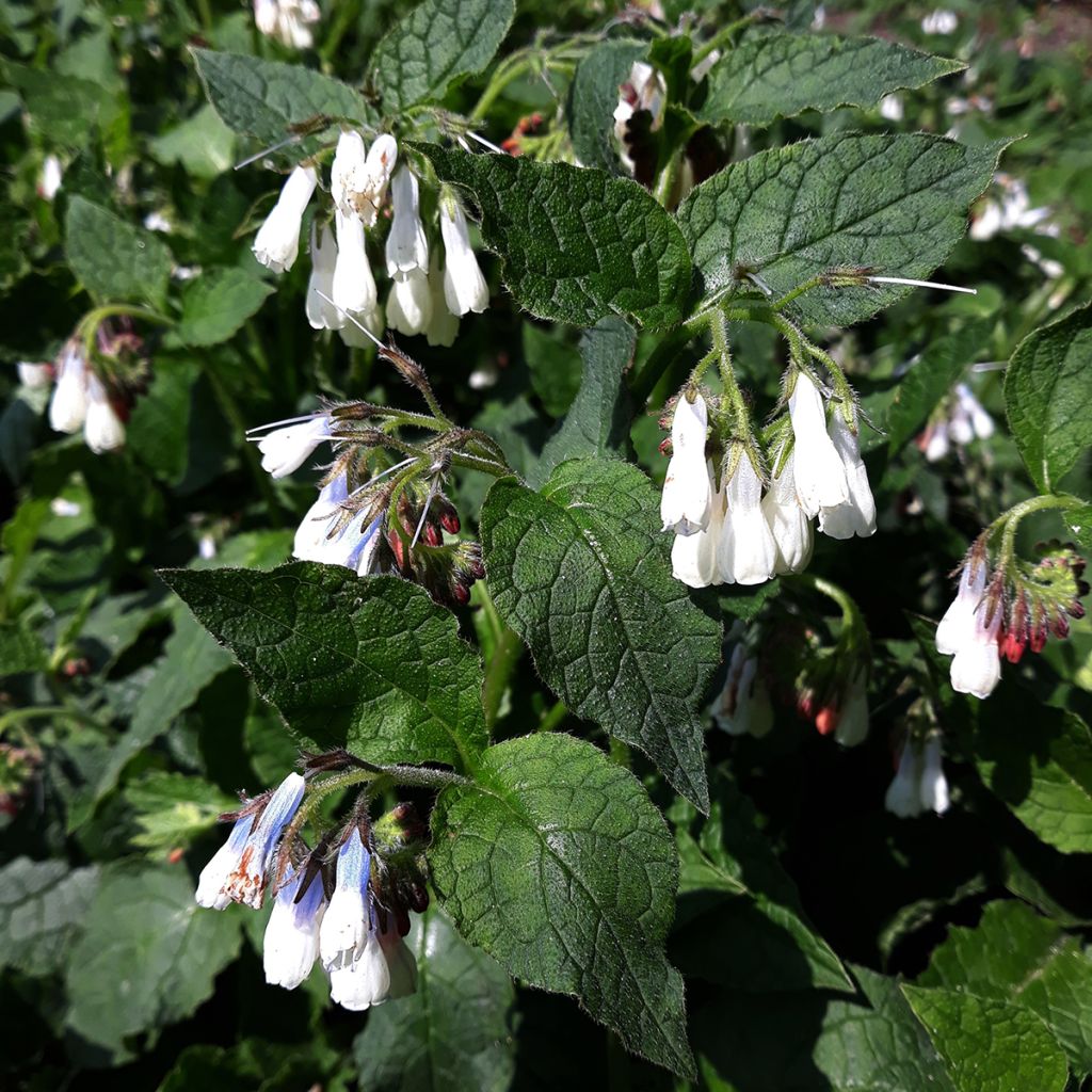 Symphytum Hidcote Blue - Comfrey