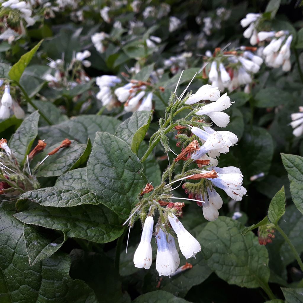 Symphytum Hidcote Blue - Comfrey