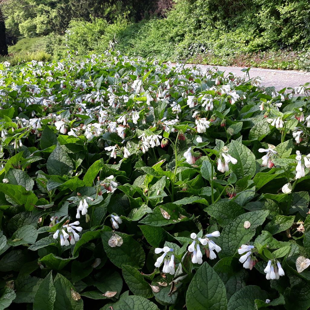 Symphytum Hidcote Blue - Comfrey