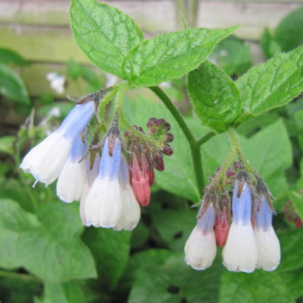 Consoude à grandes fleurs - Symphytum Hidcote Blue