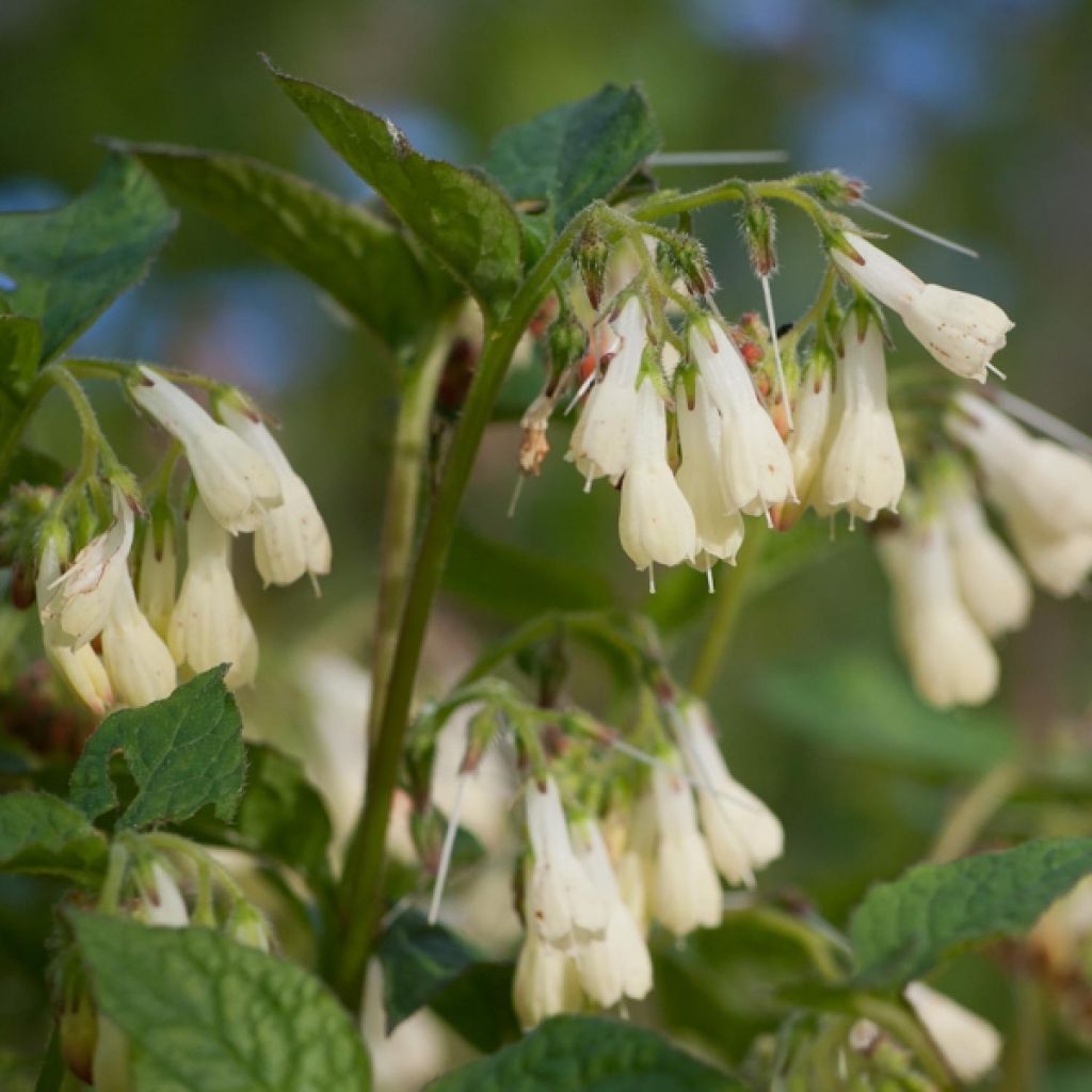 Consoude à grandes fleurs - Symphytum grandiflorum