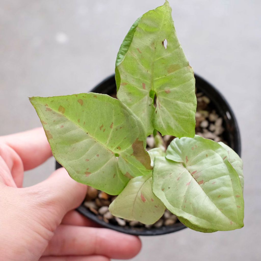 Syngonium Confetti - Arrowhead vine