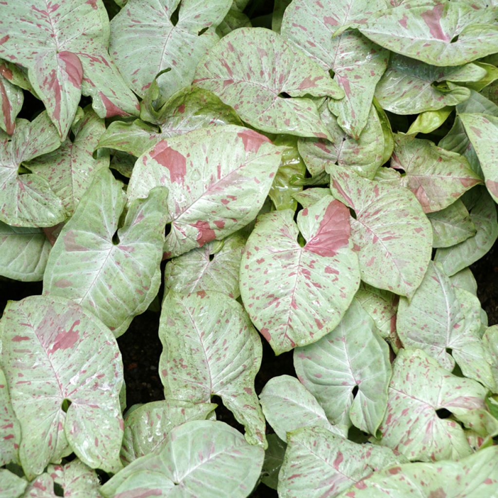 Syngonium Confetti - Arrowhead vine