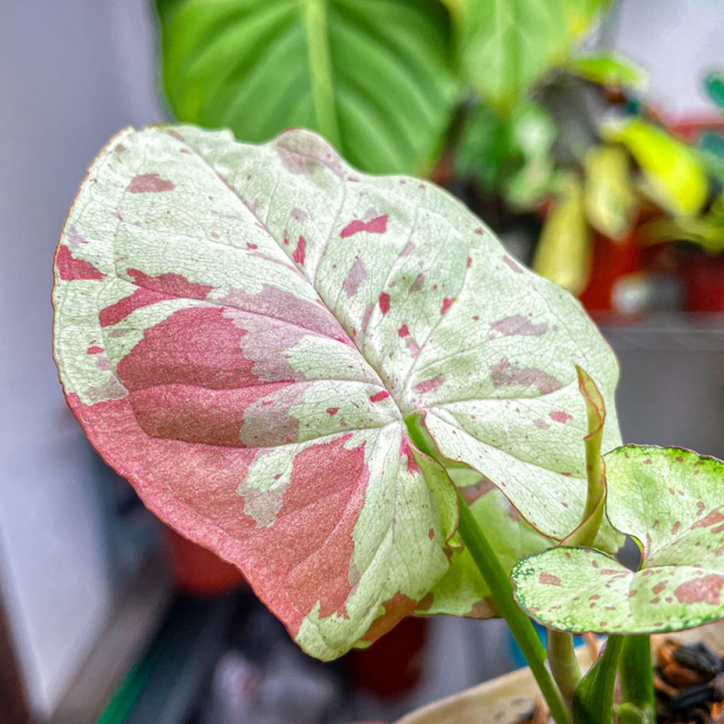 Syngonium Confetti - Arrowhead vine