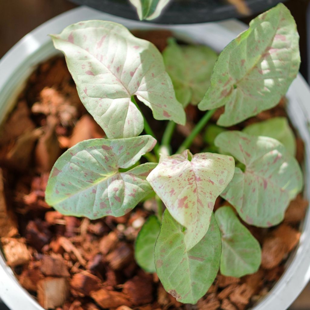 Syngonium Confetti - Arrowhead vine