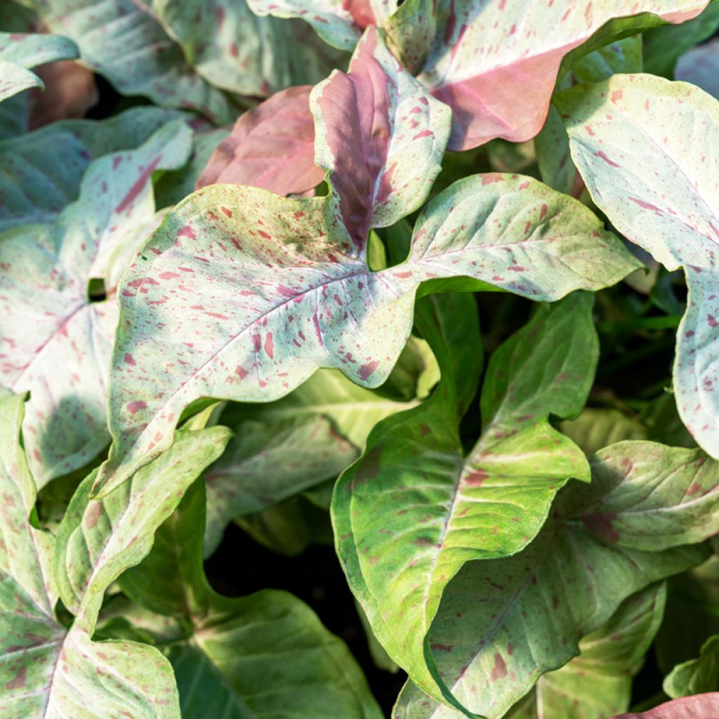 Syngonium Confetti - Arrowhead vine