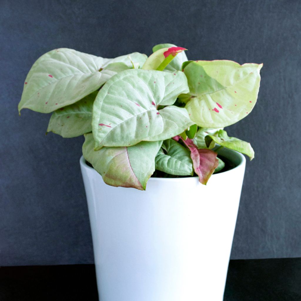 Syngonium Confetti - Arrowhead vine