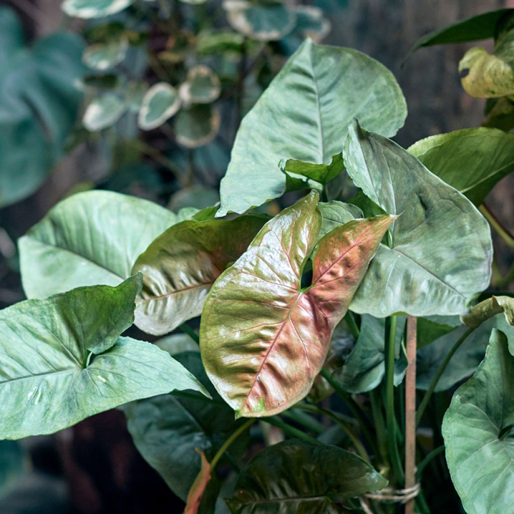 Syngonium podophyllum Maria Allusion - Arrowhead vine