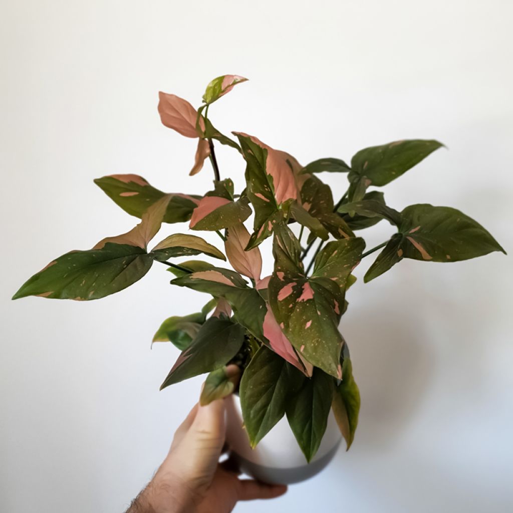 Syngonium podophyllum Red Spot PINK SPLASH - Arrowhead vine