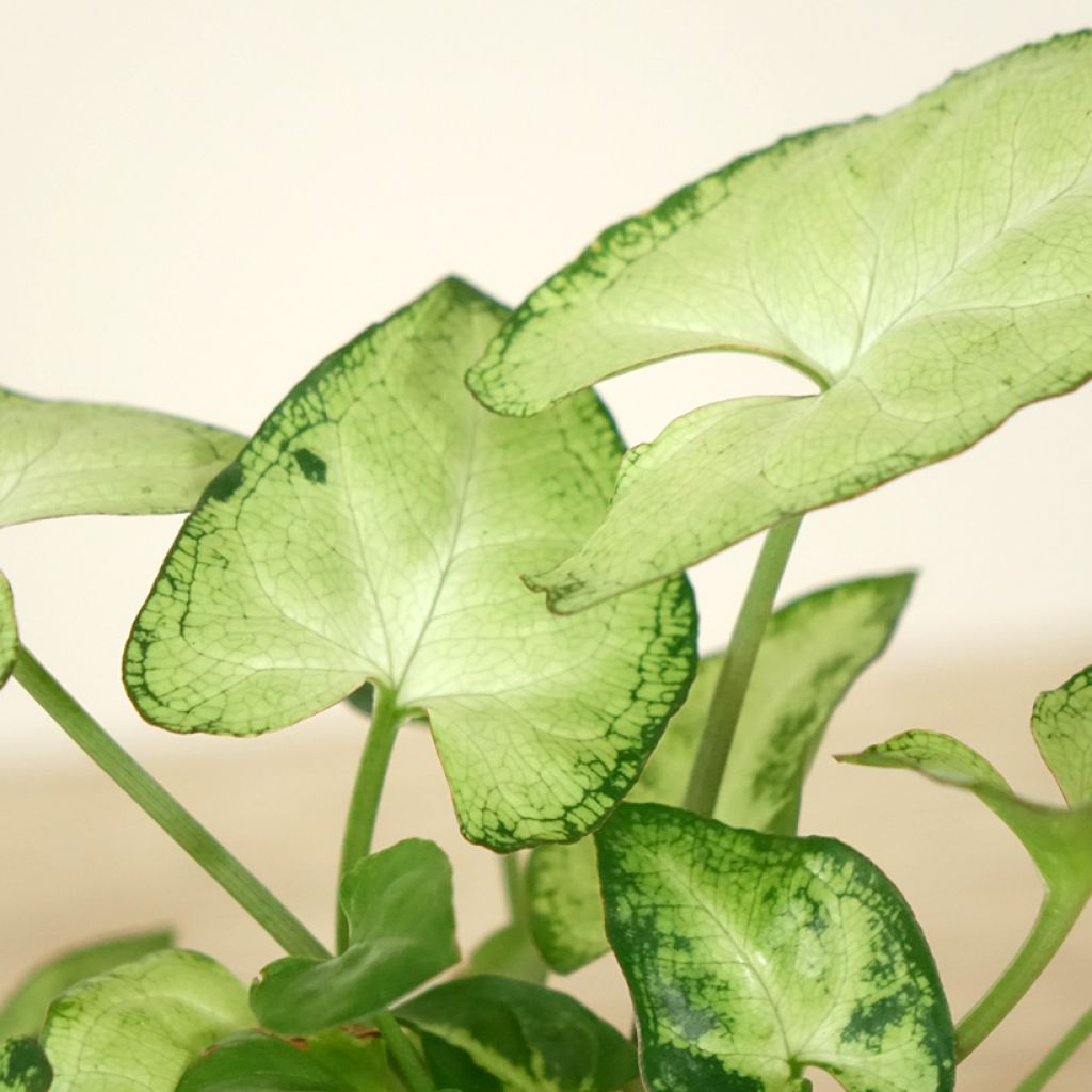 Syngonium podophyllum Snow White - Arrowhead vine