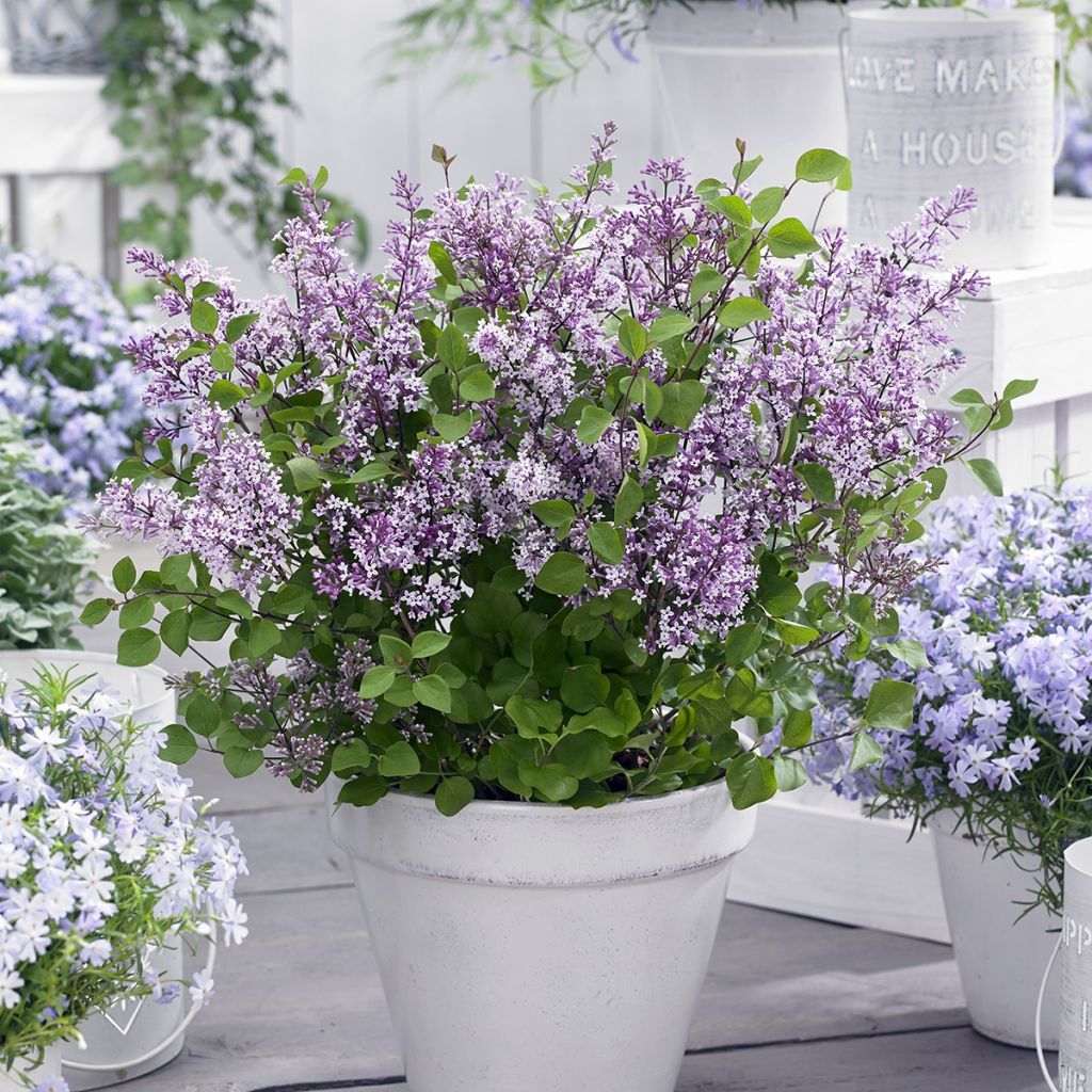 Lilas nain - Syringa meyeri Flowerfesta Purple