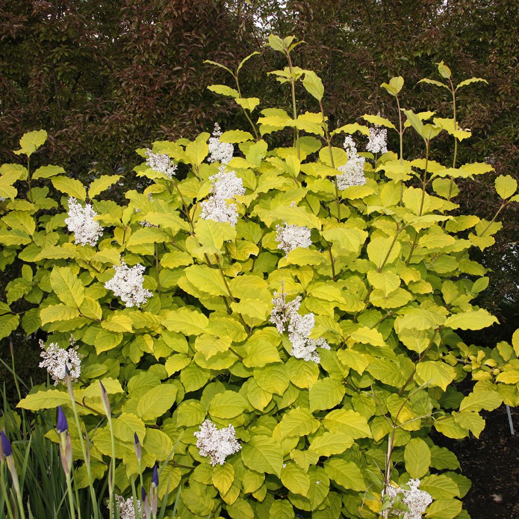 Lilac - Syringa villosa Aurea