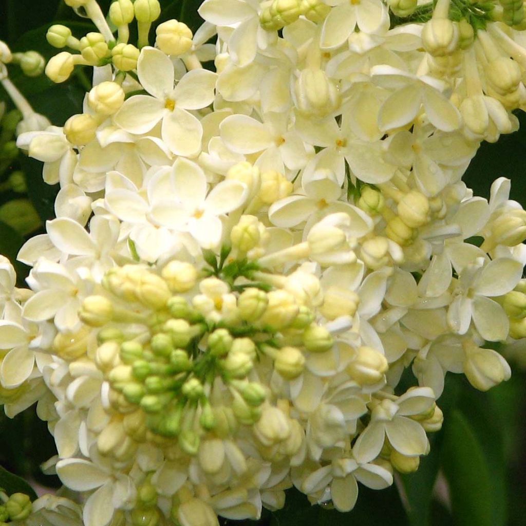 Lilas - Syringa vulgaris Dentelle d'Anjou